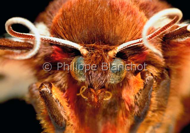 Arctia caja.JPG - in "Portraits d'insectes" ed. SeuilArctia cajaEcaille martreGarden tiger mothLepidopteraArctiidaeFrance
